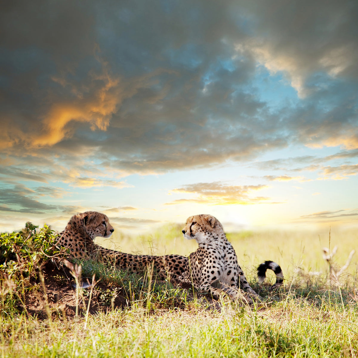 4-piece-acrylic-print-cheetahs