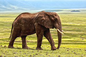canvas-print-gorgeous-elephant