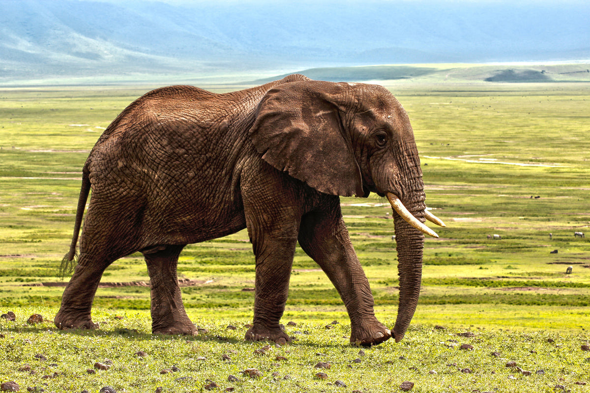 canvas-print-gorgeous-elephant
