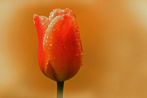 aluminium-print-a-tulip-in-the-morning-dew