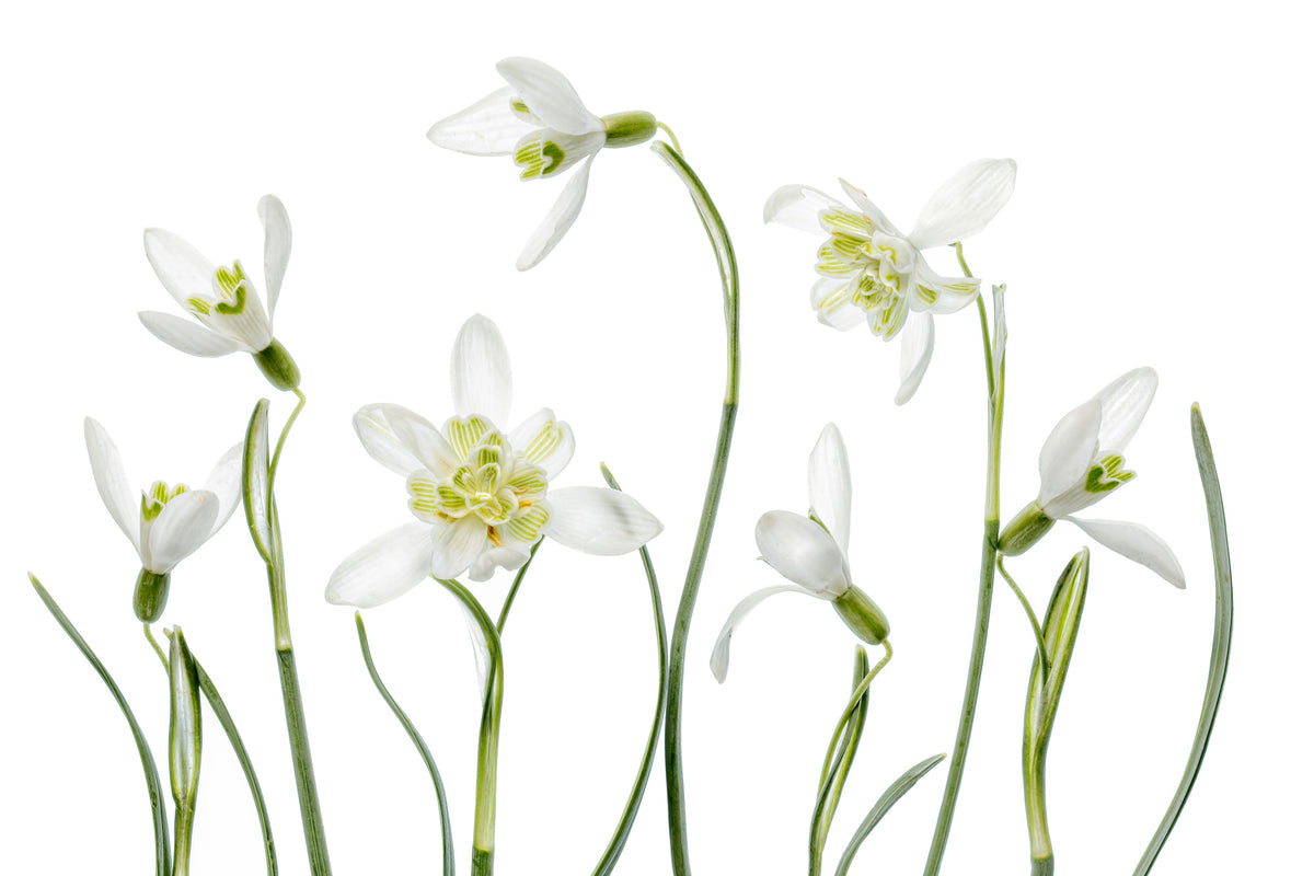 3-piece-aluminium-print-spring-snowdrops