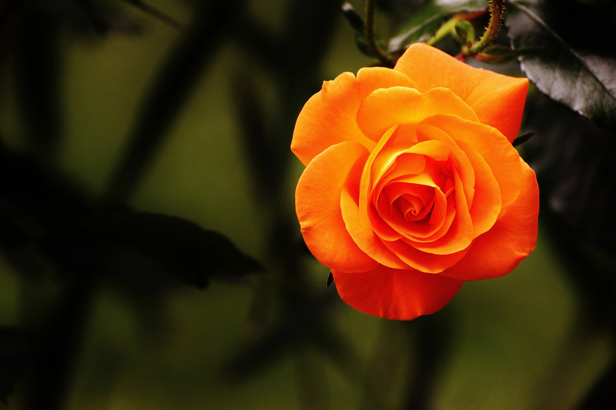 aluminium-print-the-blossom-of-the-rose