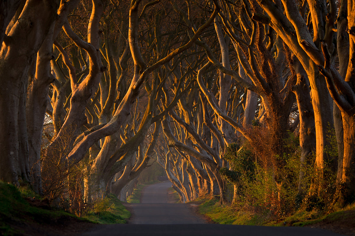 canvas-print-the-dark-hedges-in-the-morning-sunshine-x