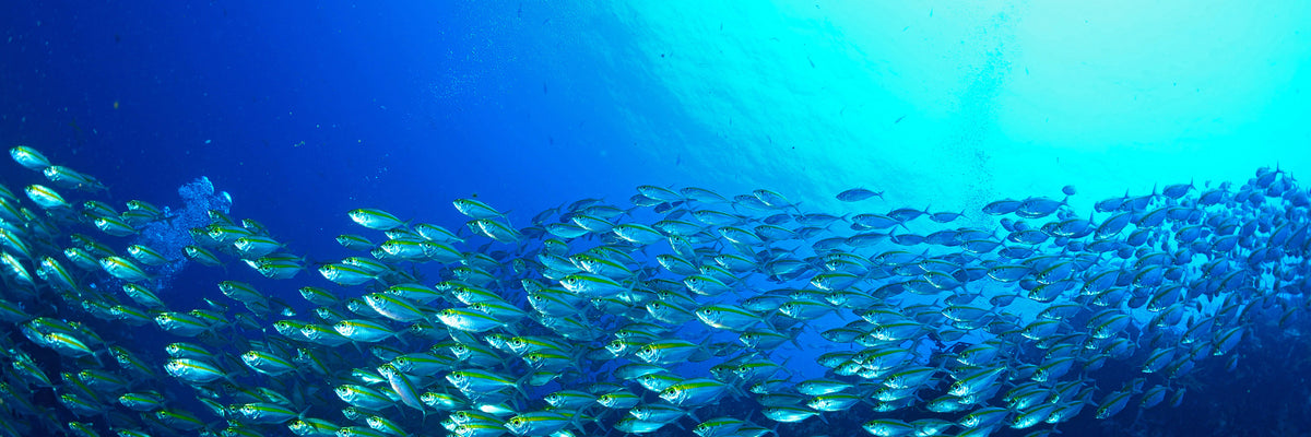 panoramic-3-piece-aluminium-print-shoal-of-fish-panorama