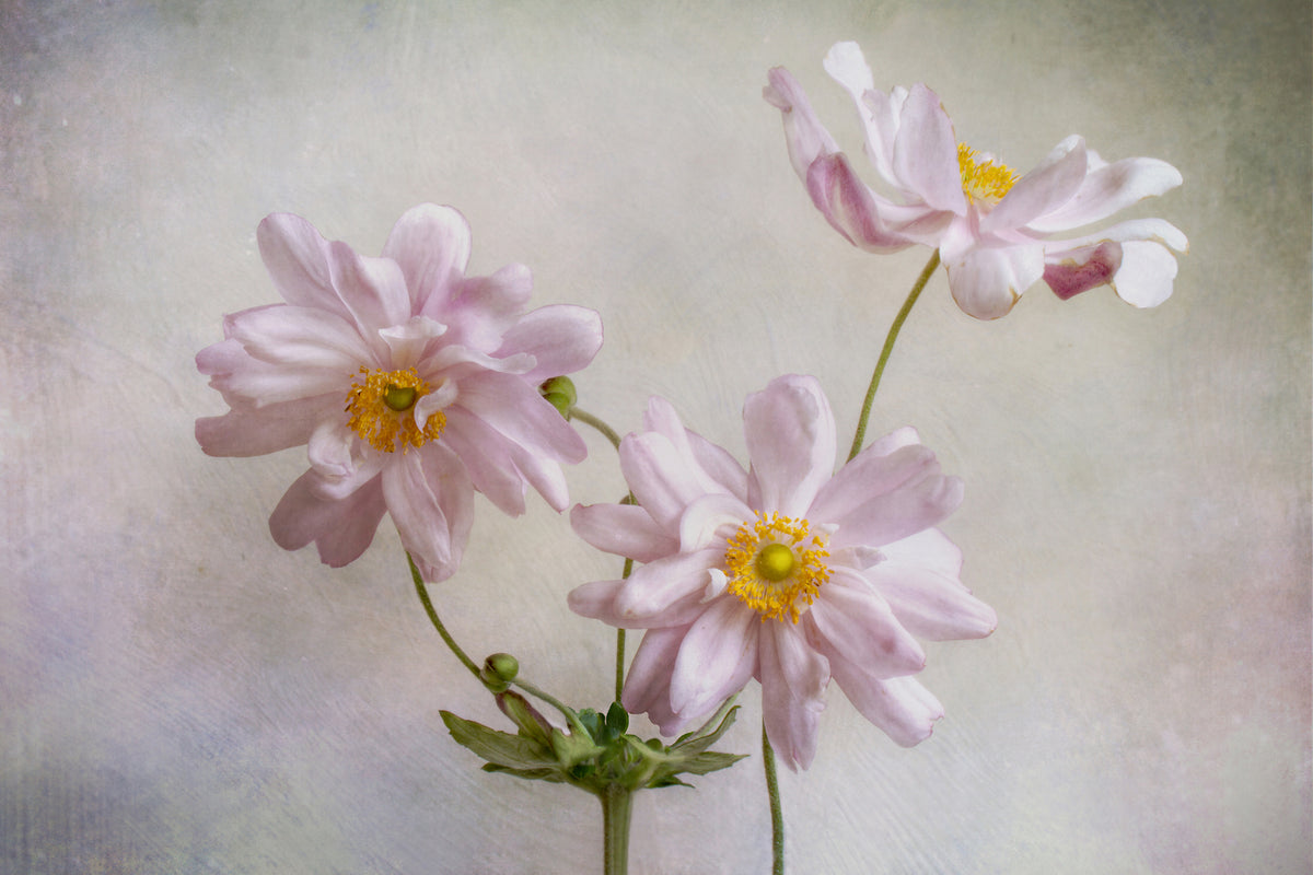 modern-3-piece-canvas-print-anemones