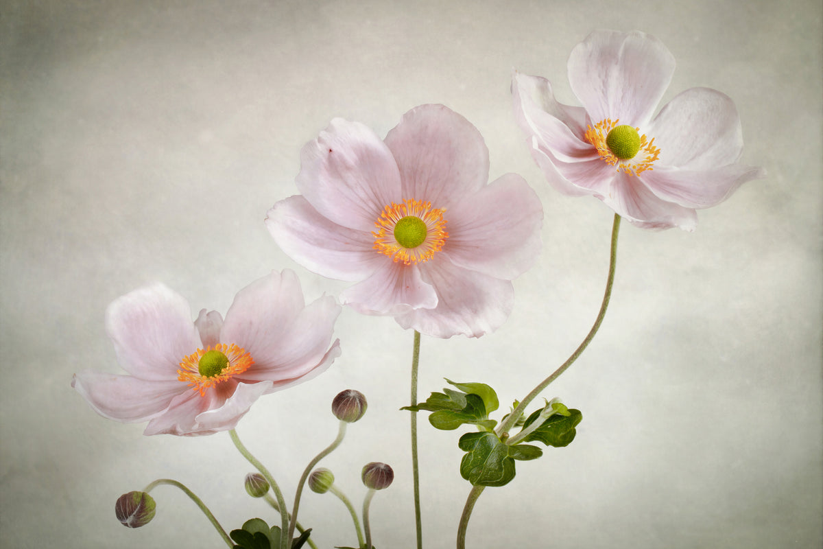 canvas-print-anemones-ii