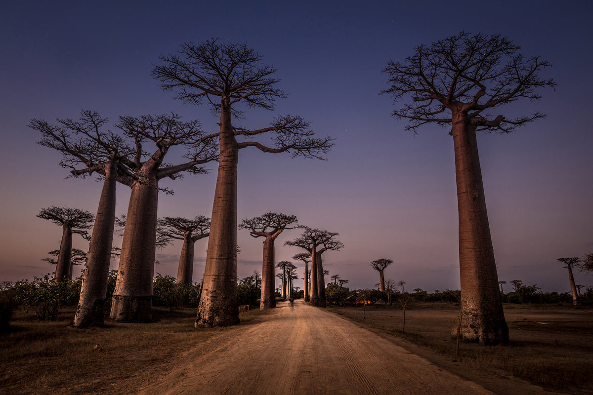 canvas-print-allace-des-baobabs-x