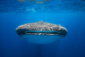 poster-print-face-to-face-with-a-whale-shark