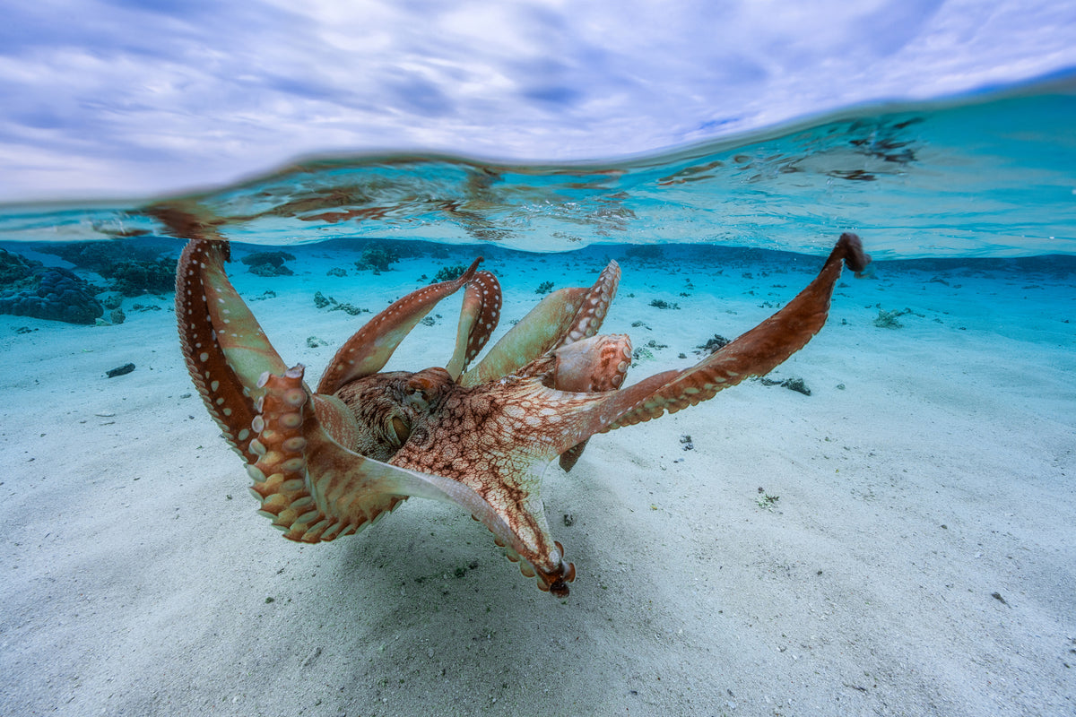poster-print-octopus-ii