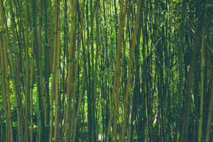 3-piece-canvas-print-in-the-middle-of-the-bamboo