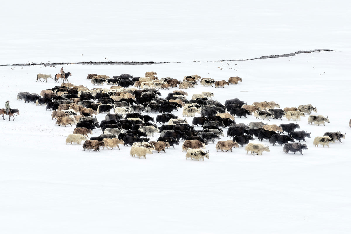 3-piece-canvas-print-yaks-in-snow