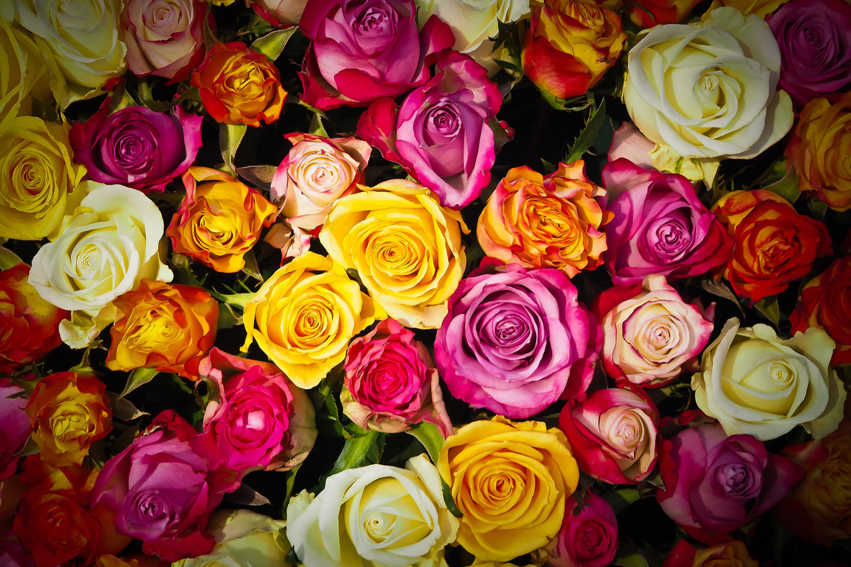 modern-3-piece-acrylic-print-many-colorful-rose-petals