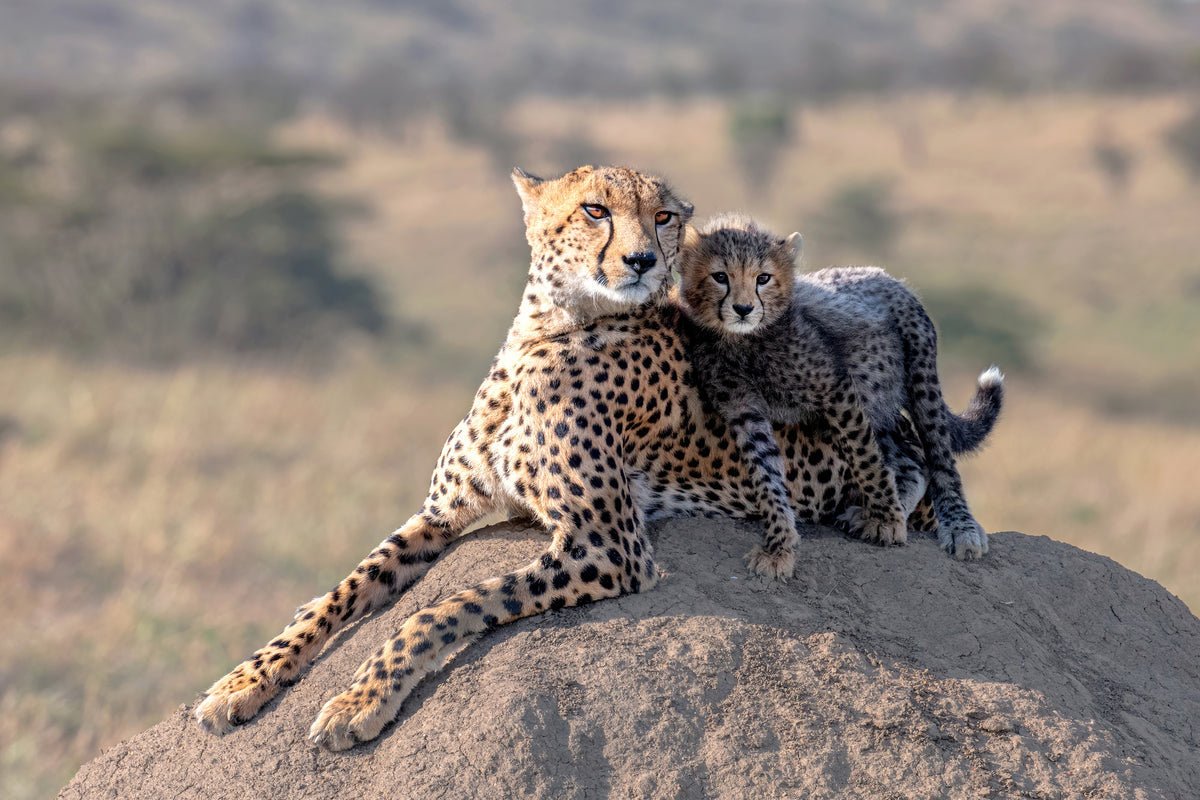 framedposter-print-cheetah-and-cup-x