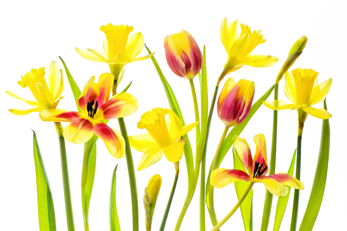 canvas-print-vibrant-spring-x