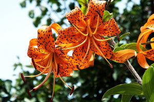 acrylic-print-the-wild-tiger-lilies