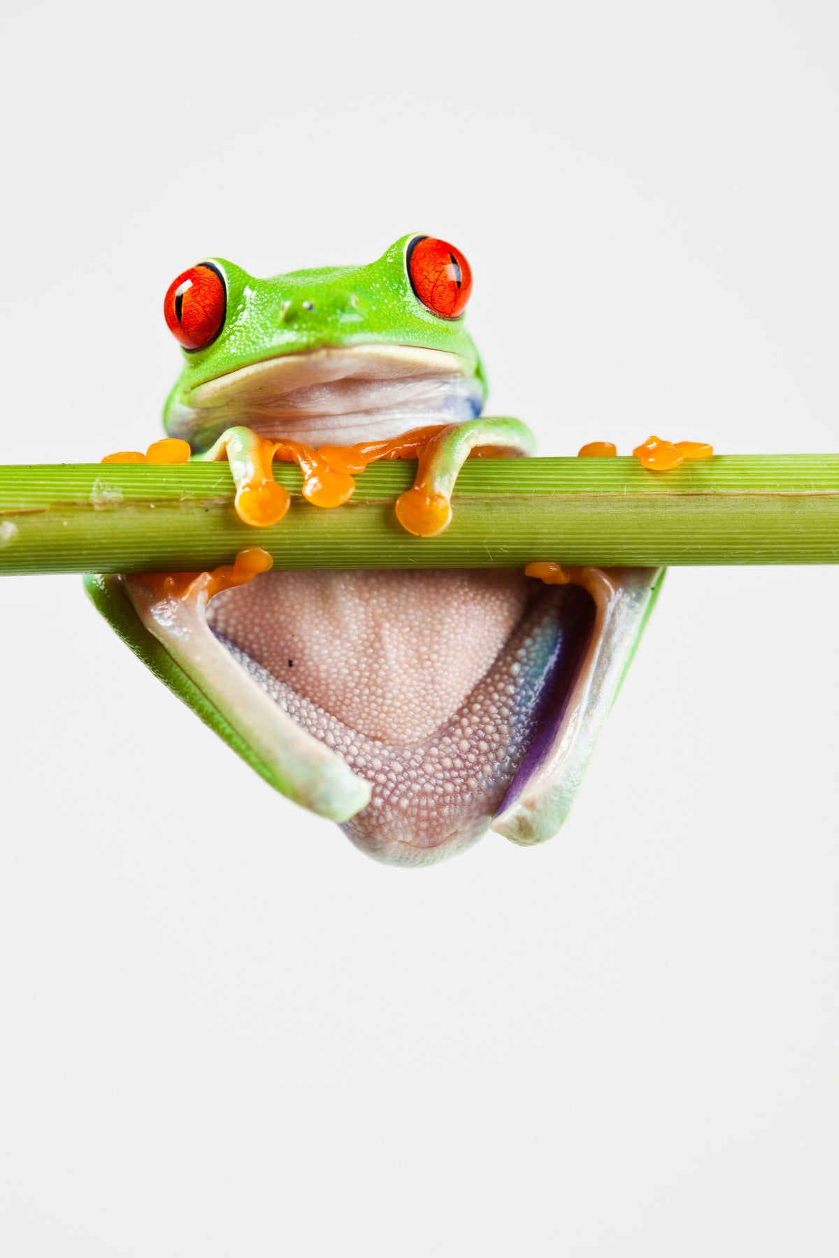 aluminium-print-frog-acrobatics