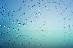 framedcanvas-print-cobweb-in-morning-dew