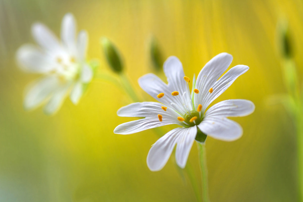 3-piece-aluminium-print-stitchwort-ii