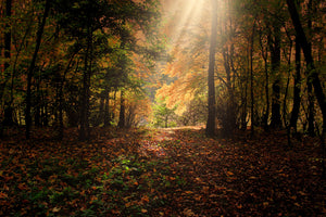 framedcanvas-print-the-deciduous-forest