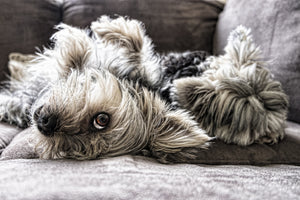 3-piece-canvas-print-2-cute-dogs
