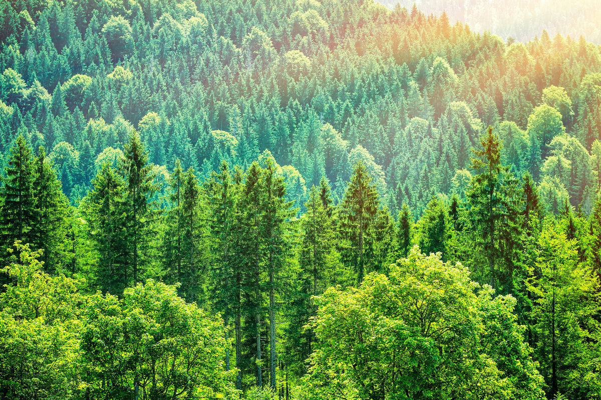 acrylic-print-the-forest-hill