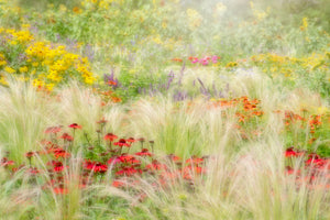 framedposter-print-summer-reverie-x