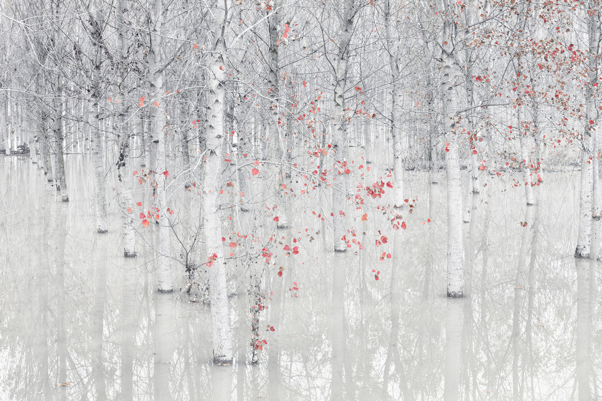 aluminium-print-red-a-white-x