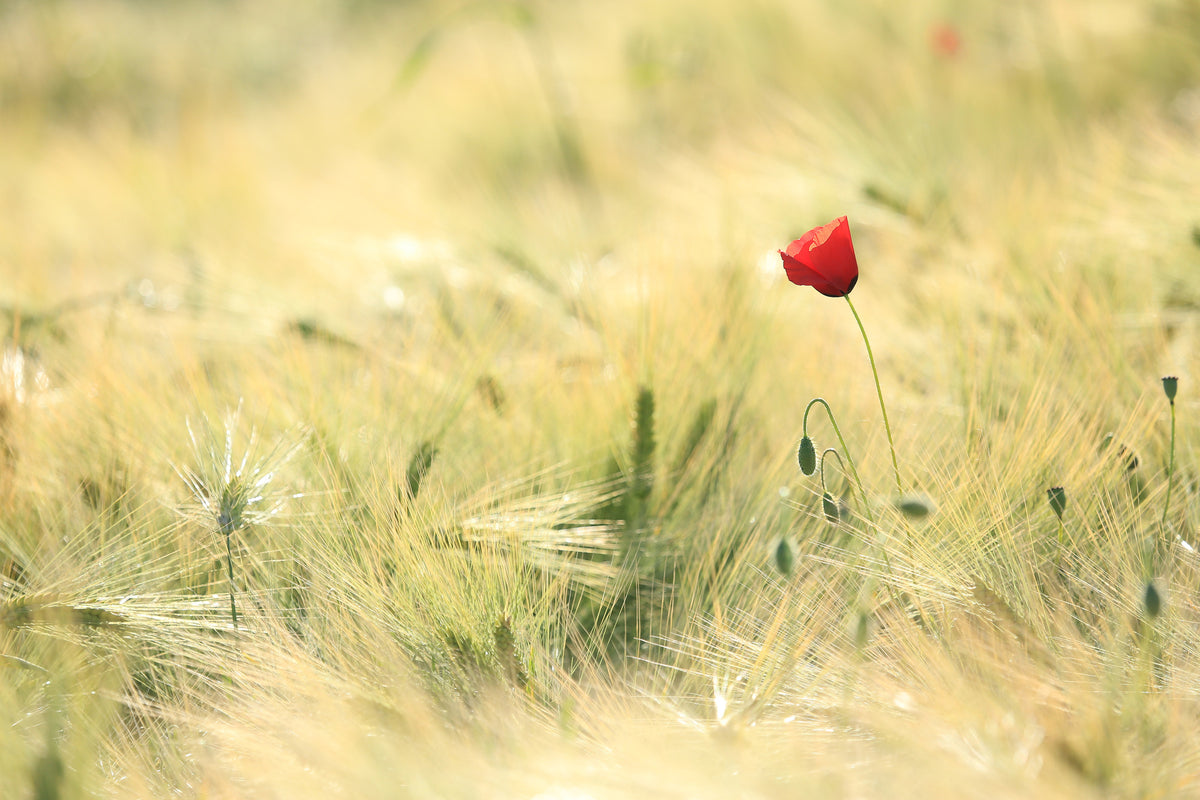 canvas-print-a-poppy