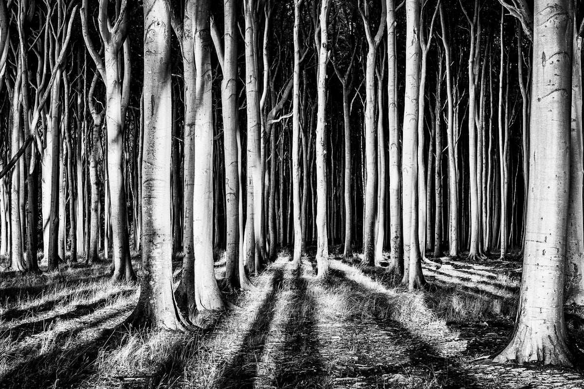poster-print-ghost-forest