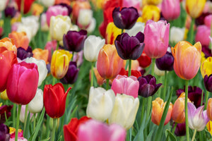 framedcanvas-print-the-colors-of-the-tulips