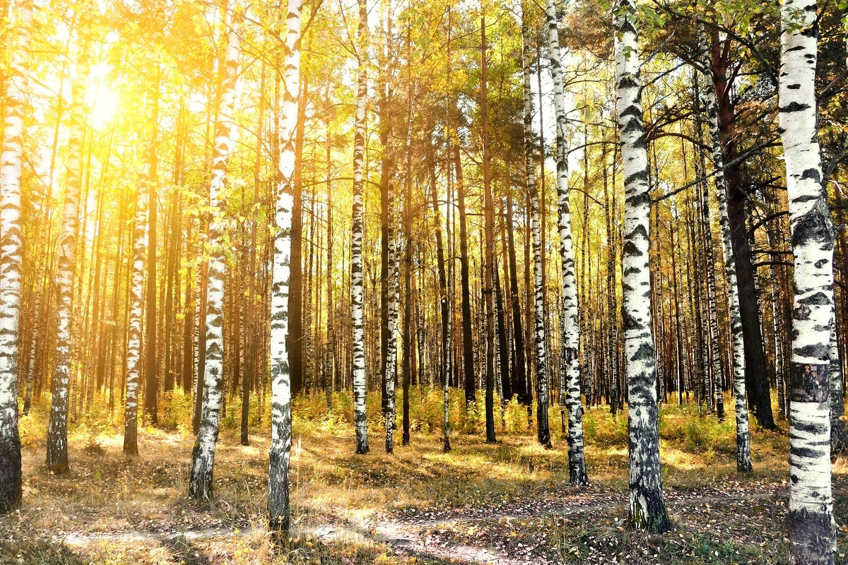 modern-3-piece-aluminium-print-birch-forest