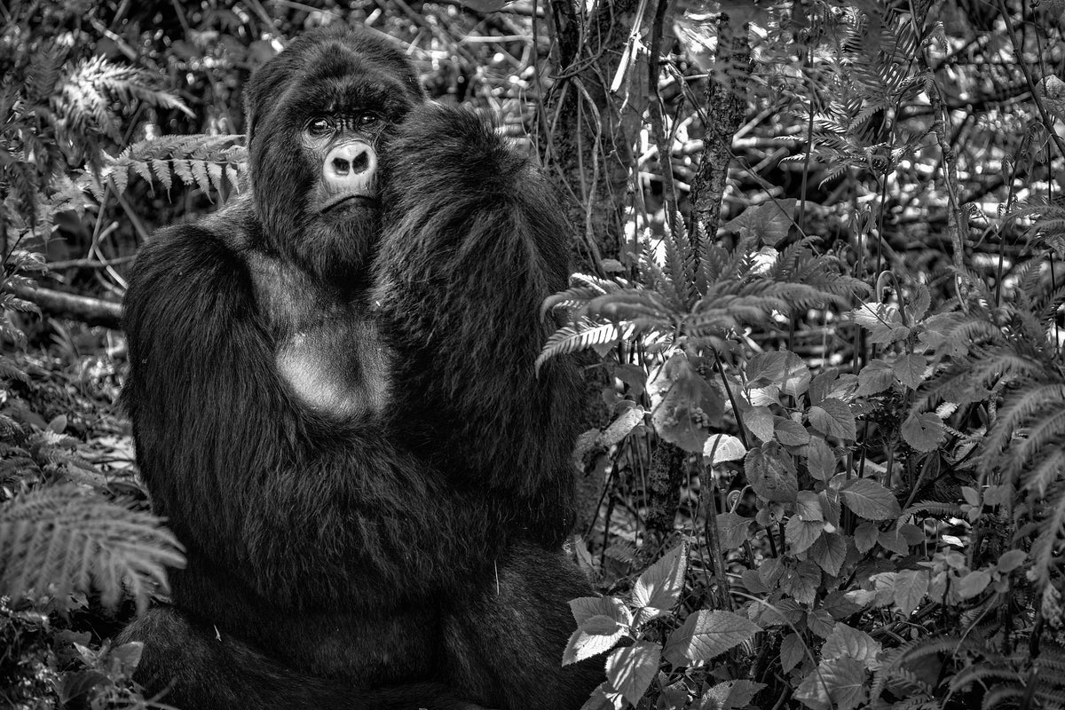 poster-print-kwitonda-silverback