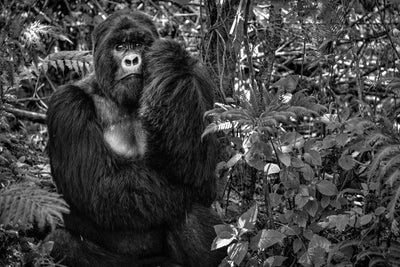 poster-print-kwitonda-silverback