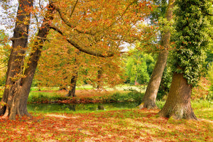 framedcanvas-print-in-the-middle-of-autumn-trees