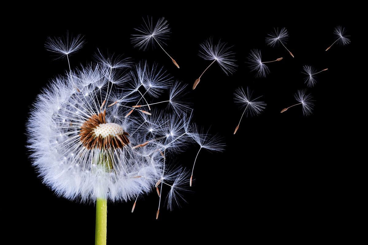 modern-3-piece-acrylic-print-dandelion-blowing