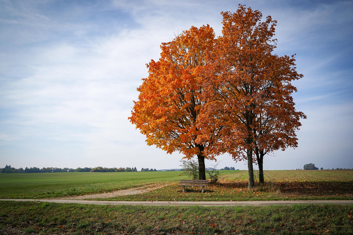 acrylic-print-the-3-trees