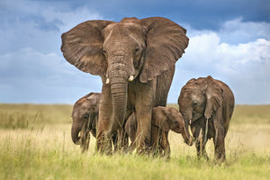 poster-print-elephant-mom-protecting-her-calves-x