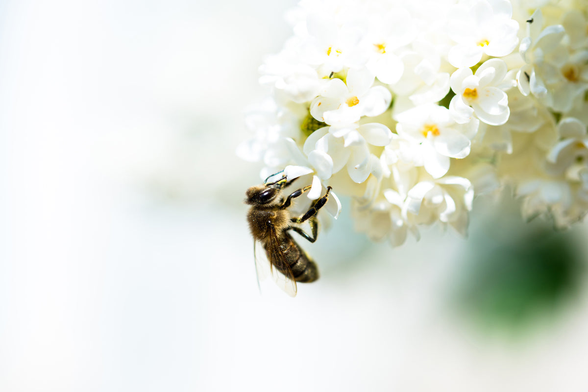 aluminium-print-the-bumblebee-and-the-flower