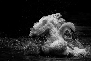framedposter-print-in-motion