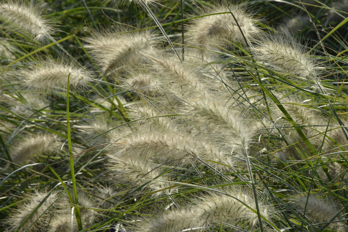 3-piece-aluminium-print-ornamental-grass-in-the-wind