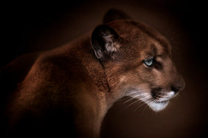 acrylic-print-puma