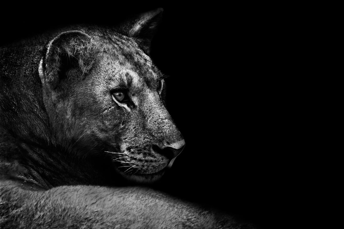 framedcanvas-print-lion