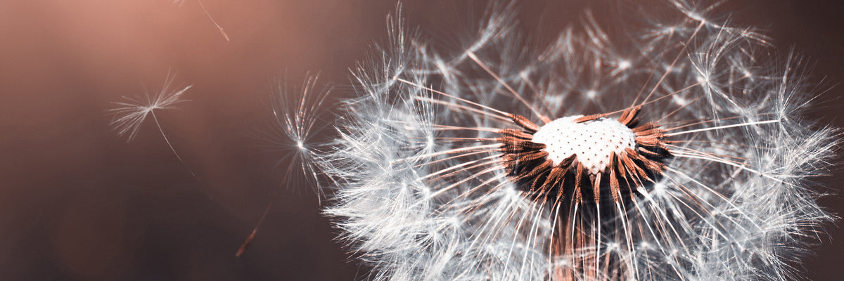 panoramic-aluminium-print-dandelion-in-the-evening-light-panorama