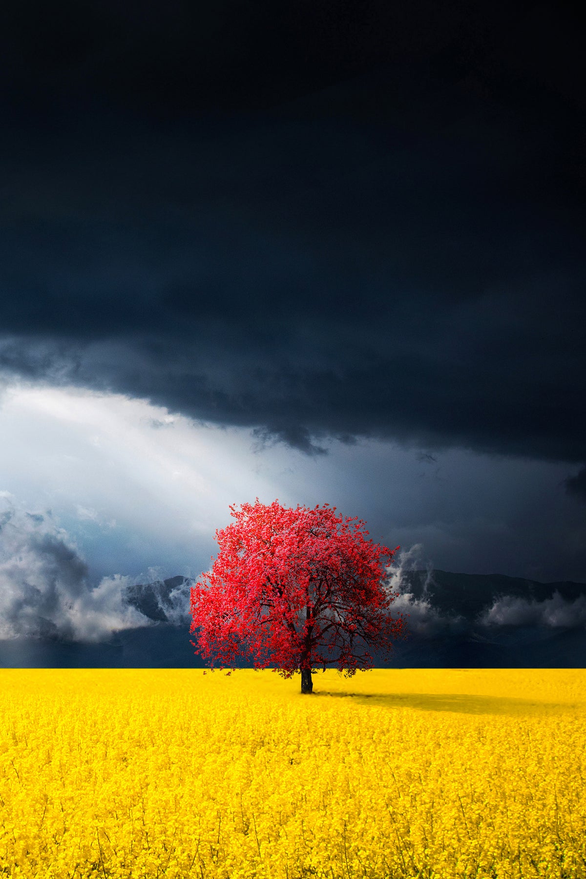framedposter-print-red-tree-x