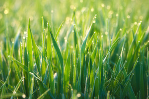 acrylic-print-grass-with-morning-dew-xl