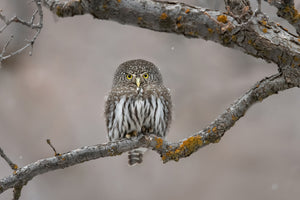 acrylic-print-little-guy-in-the-snow-x