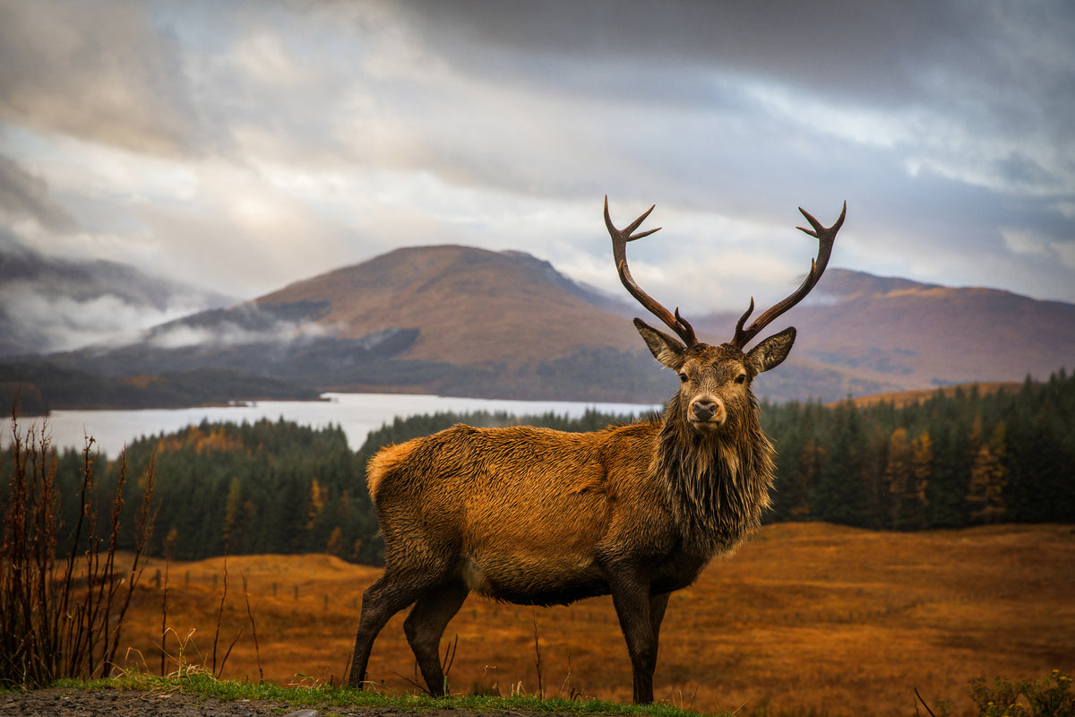 aluminium-print-scottish-stag