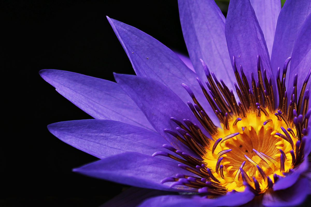 acrylic-print-xl-water-lily-in-purple