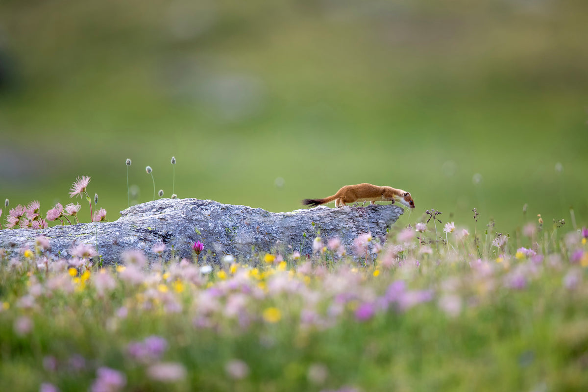 aluminium-print-ermine-on-patrol-x