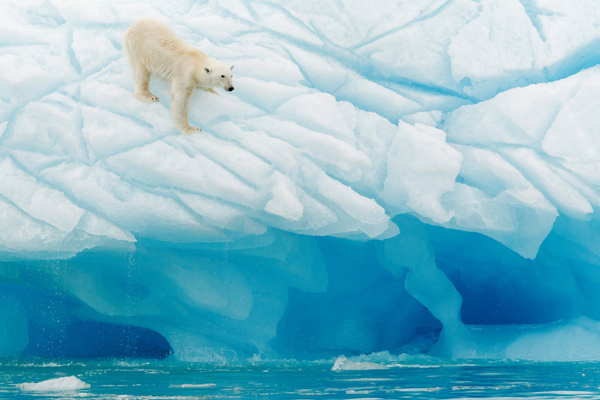 3-piece-canvas-print-polar-bear